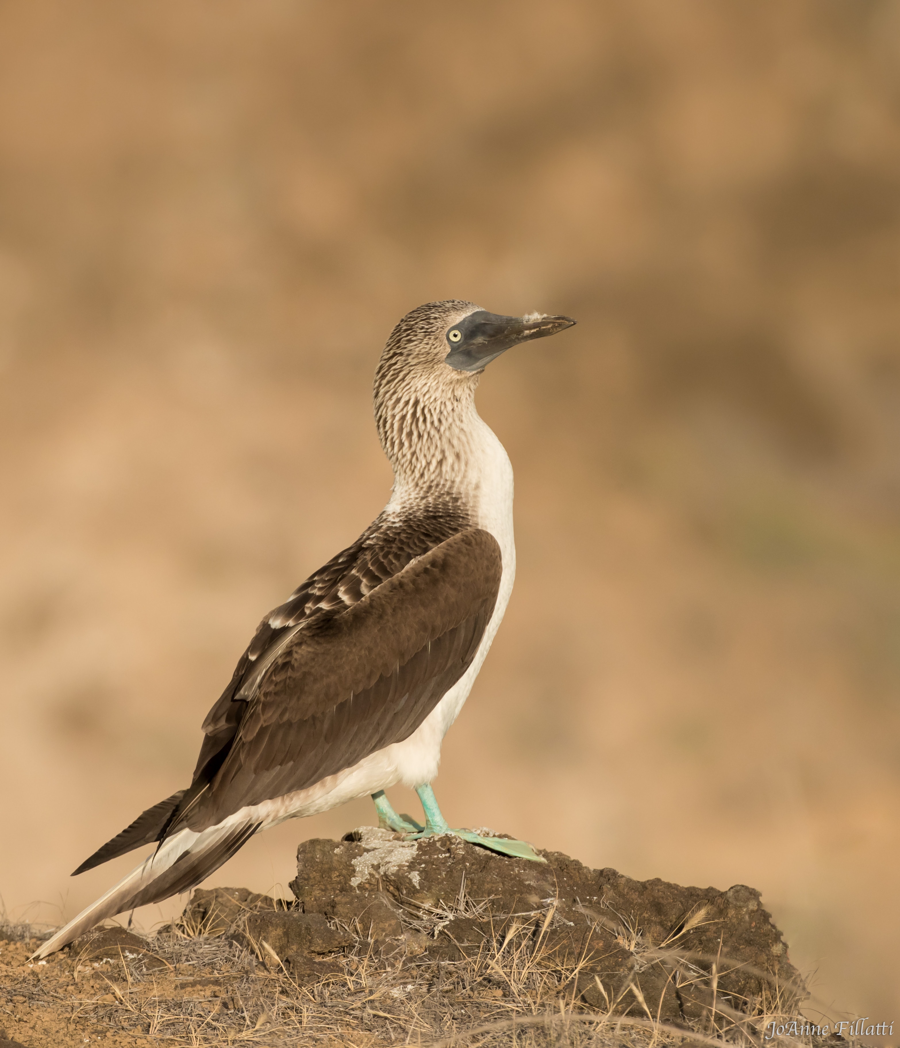 bird of galapagos image 21